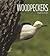 Woodpeckers (Living Wild)