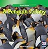 a-penguin-colony-animal-groups