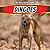 Dingoes (Ferocious Fighting Animals)