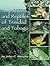 Amphibians and Reptiles of Trinidad and Tobago