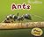 Ants (Creepy Critters)