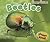 Beetles (Creepy Critters)