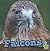 Falcons (First Facts: Birds)