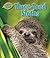 Three-Toed Sloths