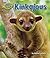 Kinkajous