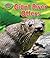 Giant River Otters