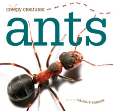 Ants (Library Binding)