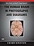 The Human Brain in Photographs and Diagrams with CD-ROM: With STUDENT CONSULT Online Access