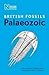 British Palaeozoic Fossils (British Fossils)