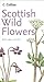 Scottish Wild Flowers