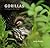 Gorillas: Living on the Edge