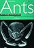 Australian Ants: Their Biology and Identification (Monographs on Invertebrate Taxonomy) (Monographs on Invertebrate Taxonomy, 3)