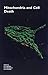 Mitochondria and Cell Death