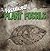 Plant Fossils (Fossilized!)