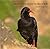 Birds of Cornwall and the I...