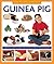 How To Look After Your Guinea Pig: A practical guide to caring for your pet, in step-by-step photographs