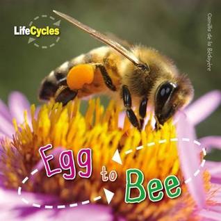 Egg to Bee (LifeCycles)