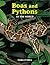 Boas and Pythons of the World
