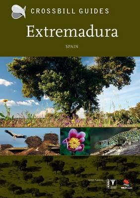 Crossbill Guides Extremadura Spain