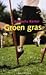 Groen gras