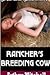 Rancher's Breeding Cow