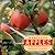 Heritage Apples: A New Sens...