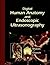 Digital Human Anatomy and Endoscopic Ultrasonography