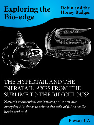THE HYPERTAIL AND THE INFRATAIL: AXES FROM THE SUBLIME TO THE RIDICULOUS? (E-essay 1-A: Exploring the Bio-edge)