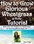 How to Grow Glorious Wheatgrass at Home Tutorial - With Salty Sea Mineral Eco-Fertilization for Superior Mineral Rich Soil