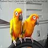 Feathered Frenzy! A Quick Guide to Adapting Birds into Your Life
