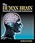The Human Brain: Essentials...
