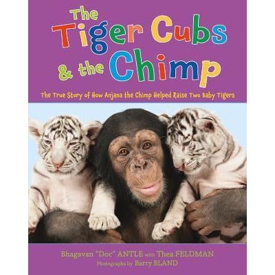 tiger cuddle chimp