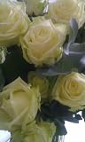 Old-Fashioned Roses Their Care and Cultivation Old-Fashioned Roses Their Care and Cultivation