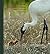 Whooping Crane: Images from...