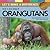 We Can Help Orangutans (Let's Make a Difference: Coins for Causes)