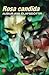 Rosa candida