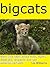 Big Cats - Learn Cool Facts about Lions Tigers Leopards