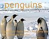 Penguins - Learn Cool Facts about Penguins and See Amazing