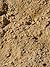From Dust to Dust - Austral...
