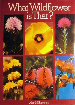 What wildflower is that?