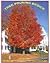 Tree Pruning Basics