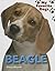 Beagle (My Favorite Dogs)