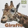 Giraffe (Big Beasts)