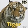 Tiger (Big Beasts) Tiger (Big Beasts)