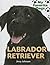 Labrador Retriever (My Favorite Dogs (Smart Apple))