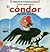 El Cóndor de los Andes