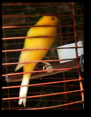 Brass Canaries