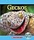 Geckos