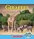 Giraffes