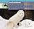 Arctic Foxes (Arctic Animals)